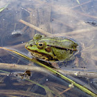 Edible Frog