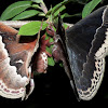 Promethea Silk Moths