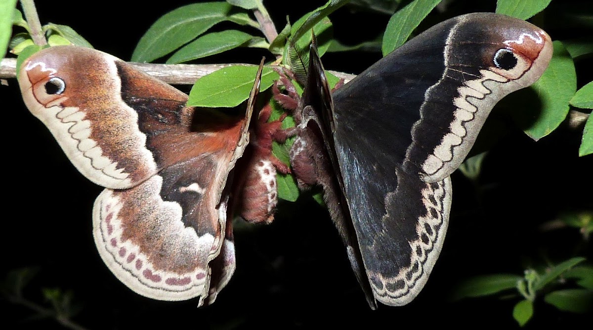 Promethea Silk Moths