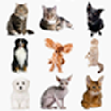 Cat vs Dog (BrEx) free logo