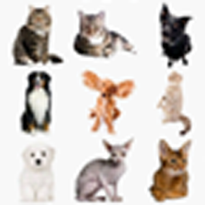 Cat vs Dog (BrEx) free.apk 1.0