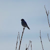 Mountian Bluebird
