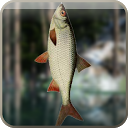 Lake Fishing Online mobile app icon