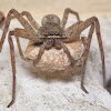Brown huntsman spider Female