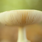 False Death Cap (White var.)