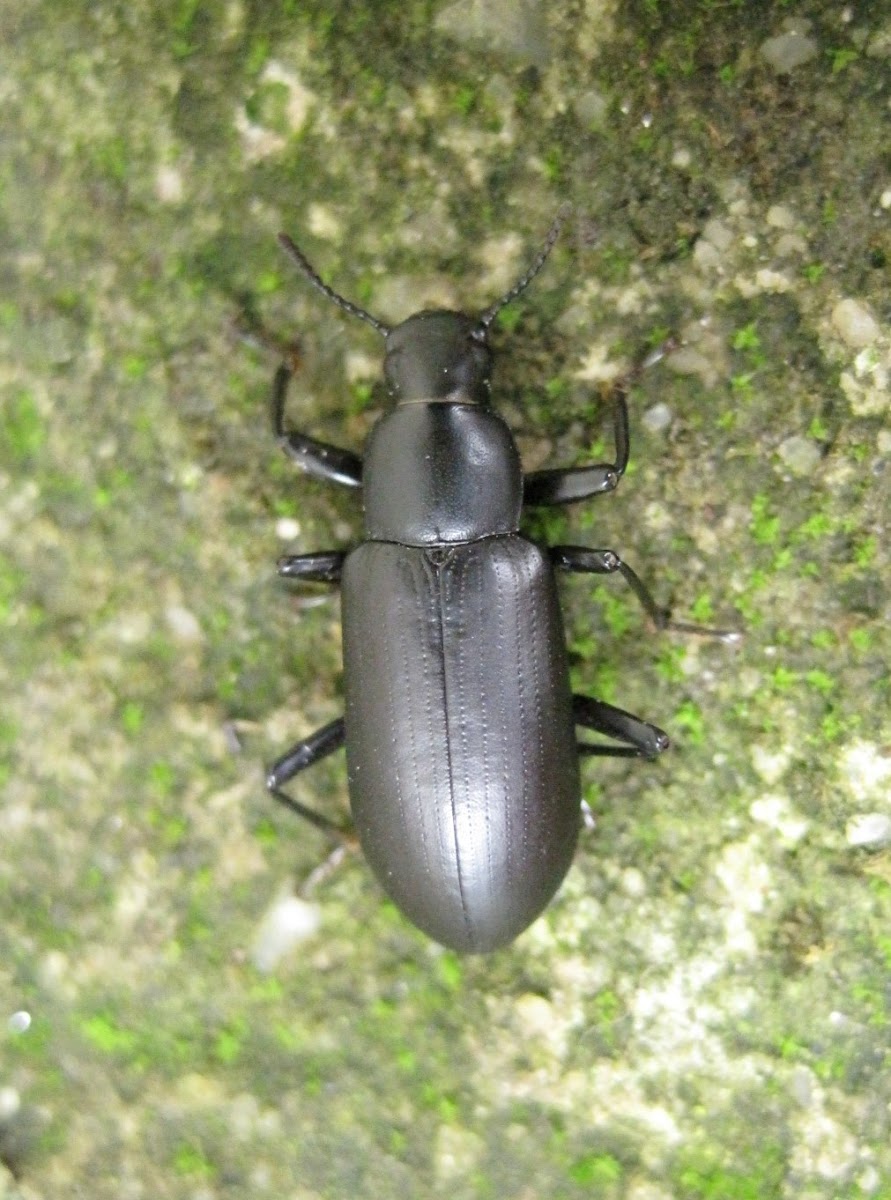 False Mealworm Beetle