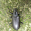 False Mealworm Beetle