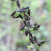 Eastern Lubber Grasshopper nymphs