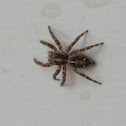 Jumping Spider