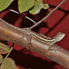 Oriental Garden Lizard, Eastern Garden Lizard / Changeable Lizard