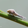 Leafhopper nymph