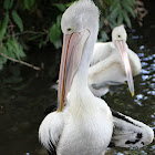 Pelicans conspicillatus