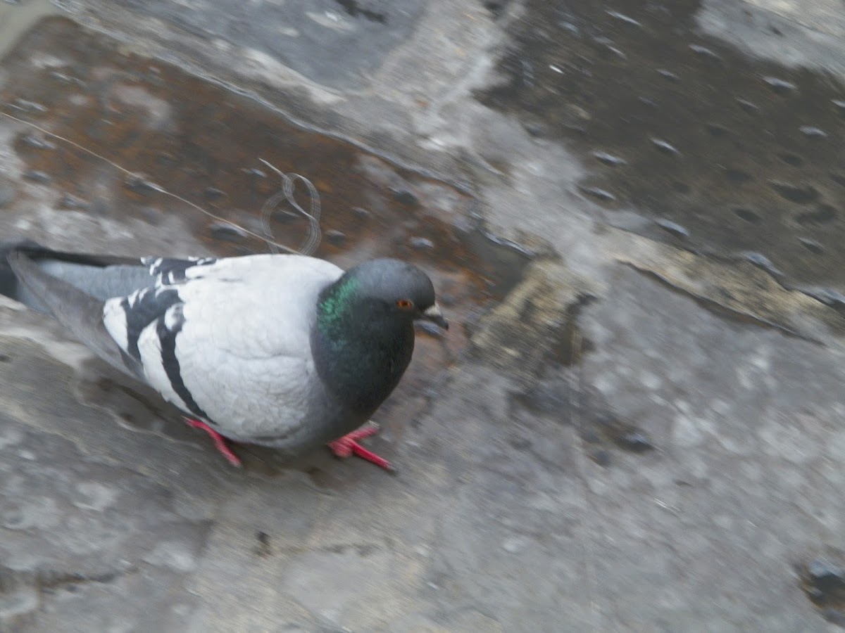 Feral Pigeon/Rock Dove