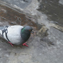 Feral Pigeon/Rock Dove