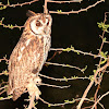Coruja-orelhuda (Striped owl)