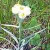 Pearly Everlasting