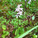 Round-leaved Orchid
