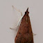 Tree lucerne moth