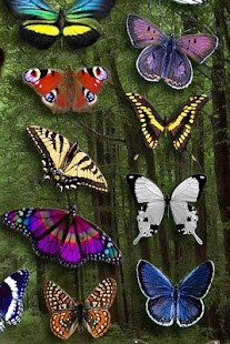 Free Download Butterfly Wallpaper APK for Android