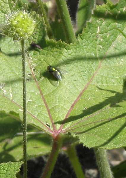 green fly | Project Noah