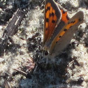 Small copper butterfly