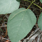 White-leafed Fig