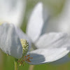 Snowdrop anemone