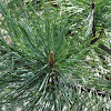 Dragon Eye Korean Pine