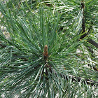 Dragon Eye Korean Pine