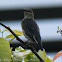 Asian Glossy Starling