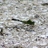 Common Pondhawk