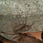 House centipede