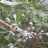 Northern Bayberry