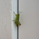 Grasshopper