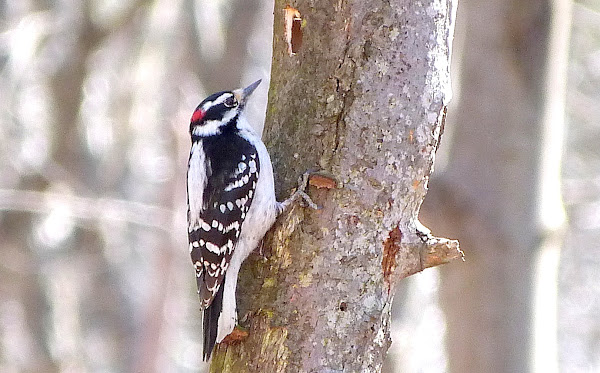 Downy Woodpecker | Project Noah