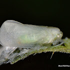 Citrus Flatid Planthopper