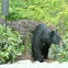 (American) Black Bear