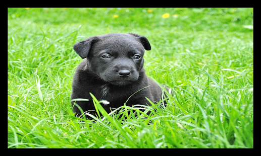 Download Czary Mary APK for PC