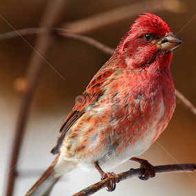 by Paul Mays - Animals Birds