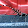Pelecid Wasp, species unknown