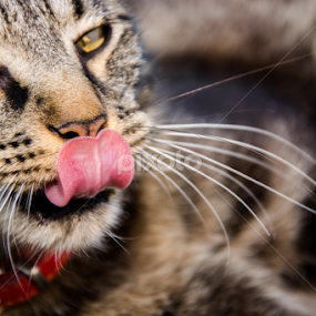 Sally by Stankowski Daniel - Animals - Cats Portraits