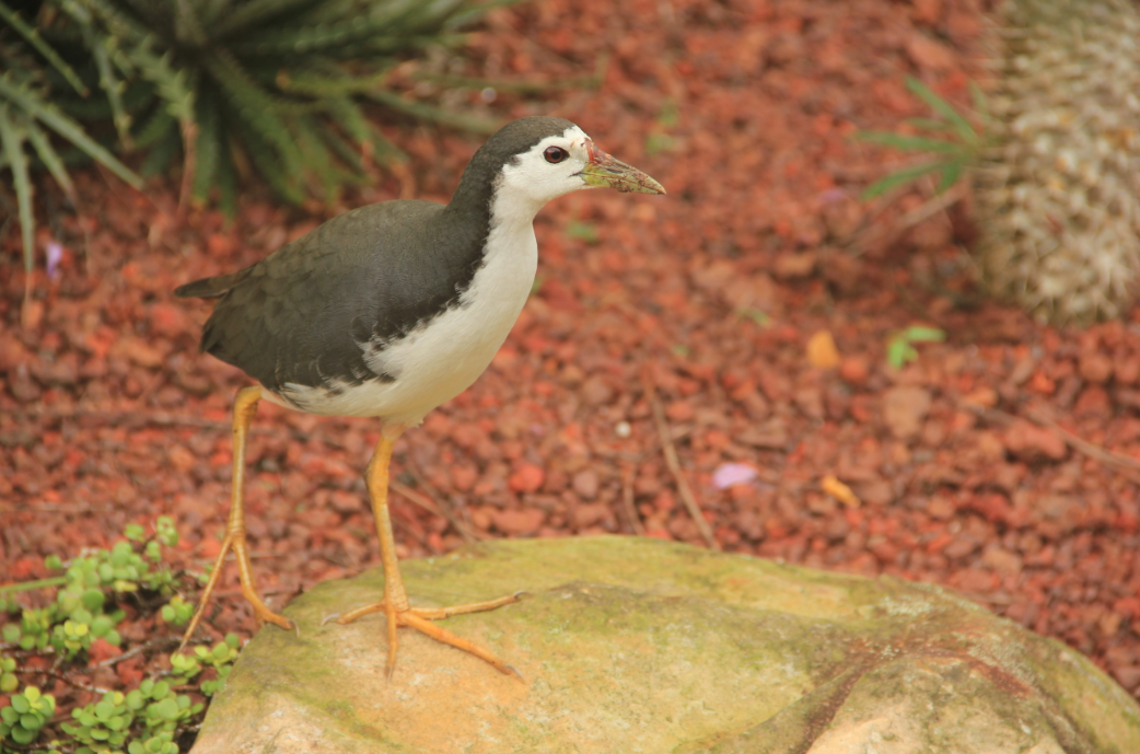 White-breasted Waterhen