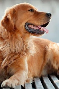 How to mod Golden Retriever Puzzle 1.1 apk for laptop