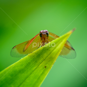 Hide (Dragon Fly) by Zoelman Rf - Animals Insects & Spiders