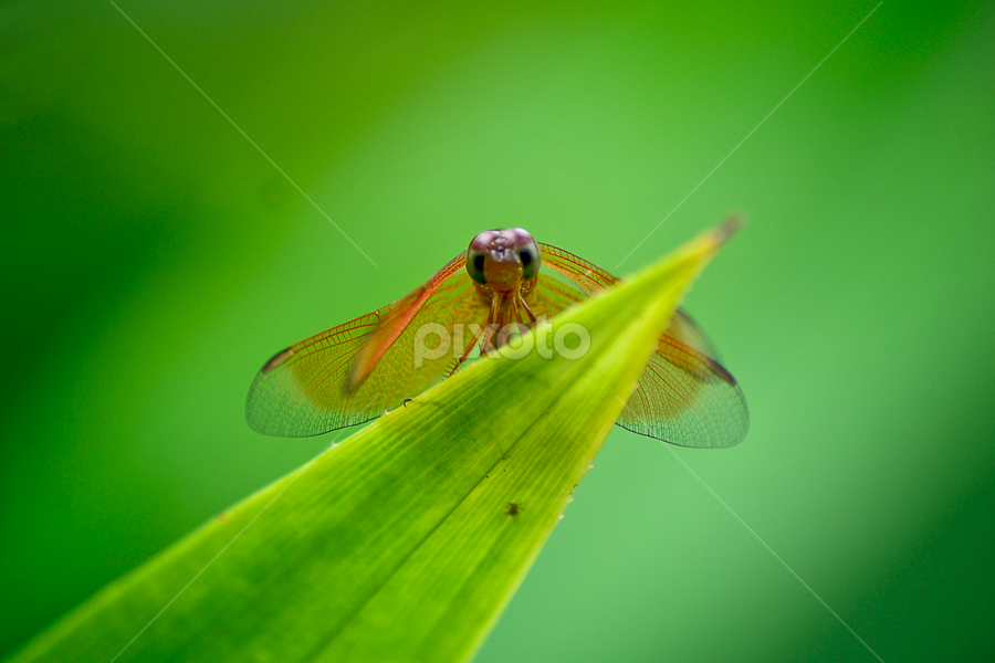 Hide (Dragon Fly) by Zoelman Rf - Animals Insects & Spiders