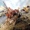 Spider; Cutter Ant