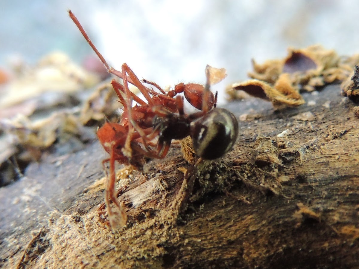 Spider; Cutter Ant