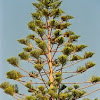 Norfolk Island Araucaria