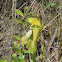 Yellow-winged or Pale Pitcher Plant