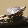 Red Eared Slider and Pacific Pond Turtles